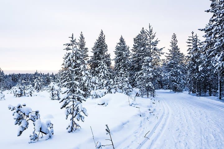 Afternoon Snowmobile Driving in Rovaniemi: Beginner-Friendly Lapland Safari