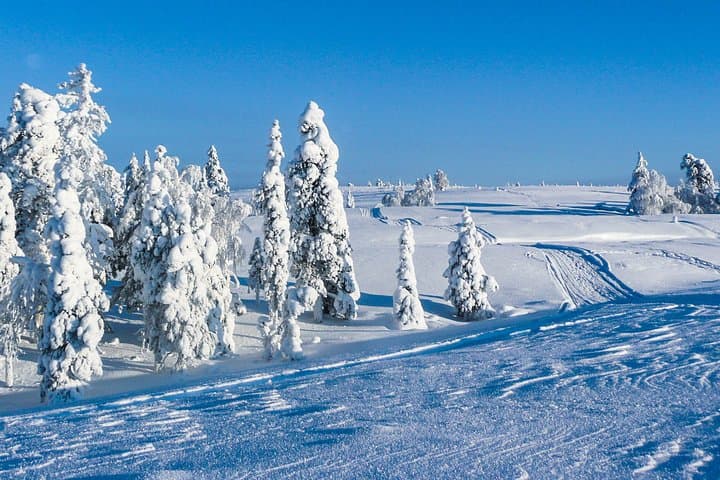 Afternoon Snowmobile Driving in Rovaniemi: Beginner-Friendly Lapland Safari photo 6