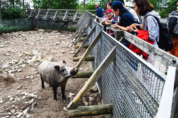 Day Trip to Ranua Arctic Wildlife Park from Rovaniemi — Arctic Wildlife Encounters