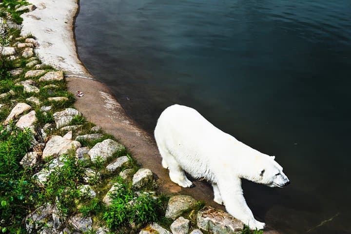 Day Trip to Ranua Arctic Wildlife Park from Rovaniemi — Arctic Wildlife Encounters photo 5