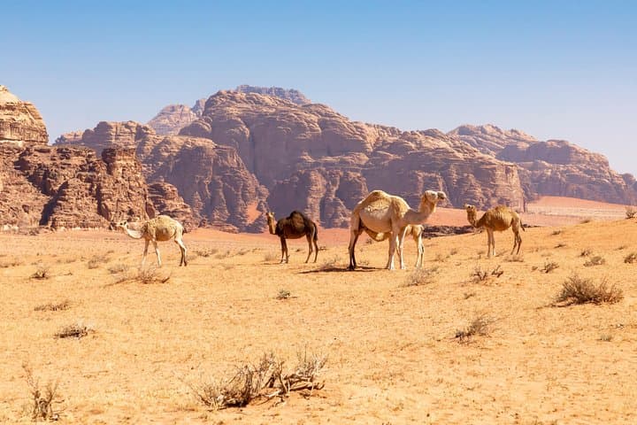 Best of Wadi Rum: Full-Day Jeep Tour and Bedouin Overnight in the Red Desert photo 6