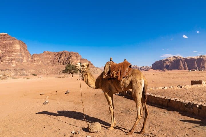 Full-Day Jeep Tour in Wadi Rum: 7-Hour Guided Desert Circuit with Bedouin Lunch photo 4
