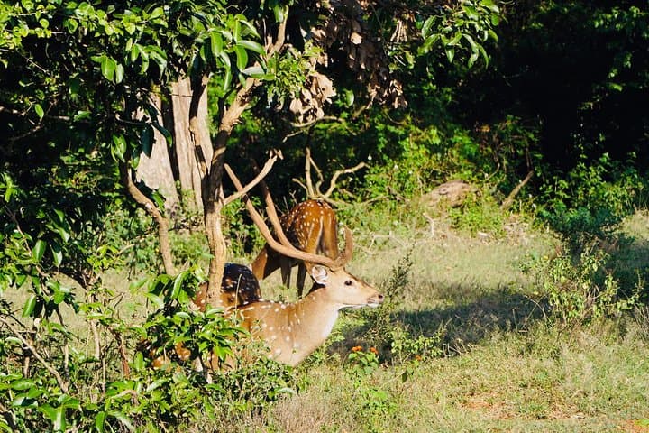 Private Kandy-to-Sigiriya Full-Day Tour: Climb Sigiriya Lion Rock & Dambulla Cave Temple photo 4