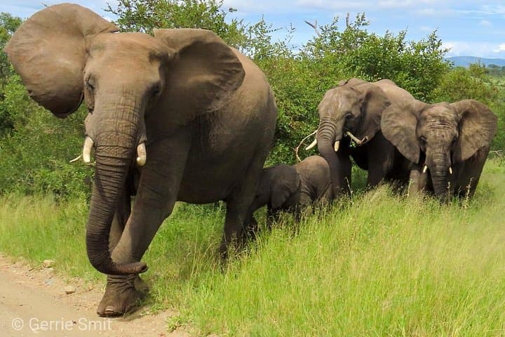 Private Kruger Safari from Hazyview: 2–3 Day Luxury Game Drives & Walking Tours photo 2