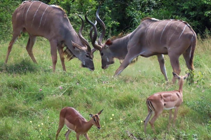 Private Kruger Safari from Hazyview: 2–3 Day Luxury Game Drives & Walking Tours photo 4