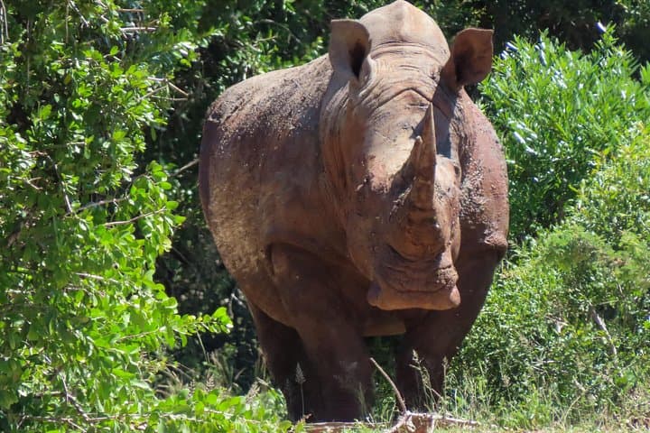 Private Kruger Safari from Hazyview: 2–3 Day Luxury Game Drives & Walking Tours photo 5