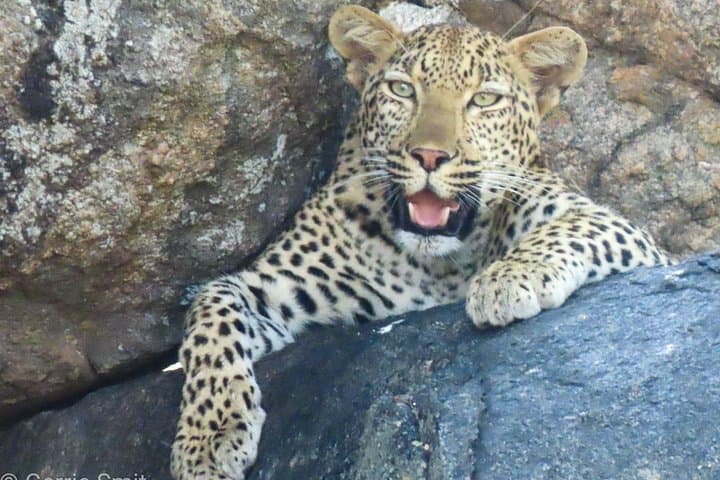 Private Kruger Safari from Hazyview: 2–3 Day Luxury Game Drives & Walking Tours