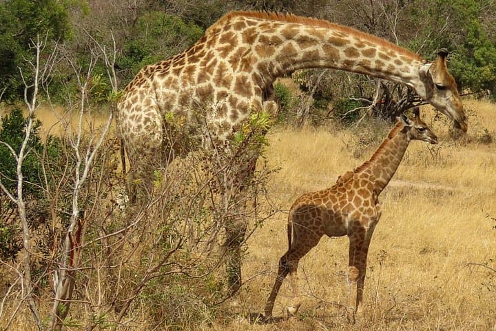 Private Kruger Safari from Hazyview: 2–3 Day Luxury Game Drives & Walking Tours photo 3