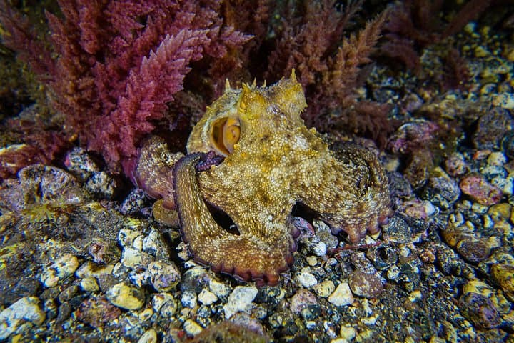 PADI ReActivate Scuba Refresher in Tenerife — One-Day Skill Tune-Up photo 3