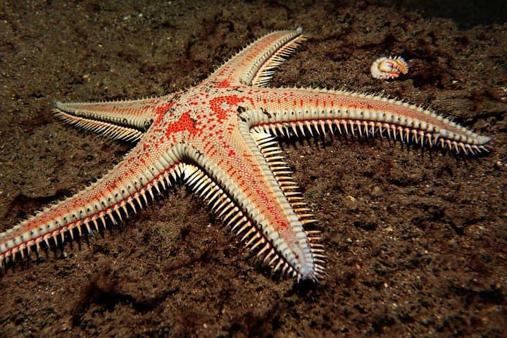 Tenerife Night Scuba Dive: Explore the Ocean After Dark photo 4