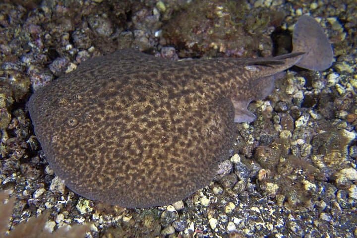 Tenerife Night Scuba Dive: Explore the Ocean After Dark photo 5