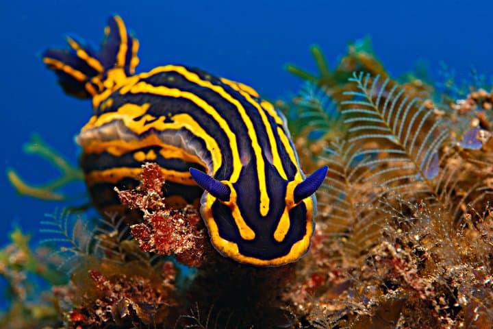 PADI ReActivate Scuba Refresher in Tenerife — One-Day Skill Tune-Up photo 5