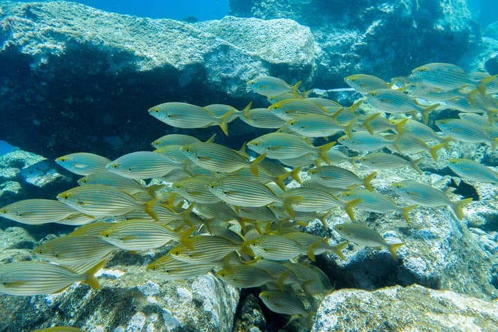 PADI ReActivate Scuba Refresher in Tenerife — One-Day Skill Tune-Up photo 4