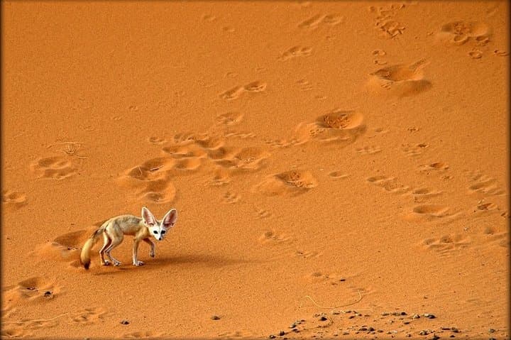 Fes to Merzouga: 2-Day Overnight Sahara Camel Trek & Berber Camp photo 6