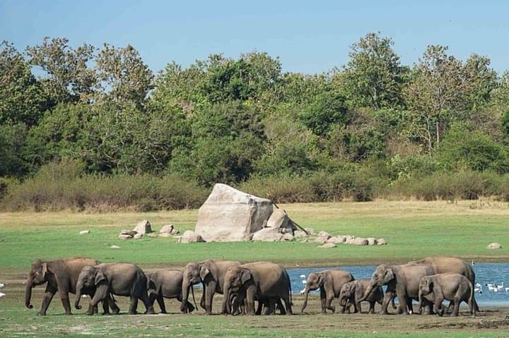 Udawalawe Elephant Safari: Private Day Tour from Bentota