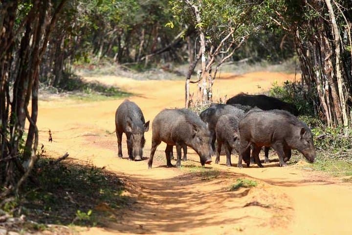 Udawalawe Elephant Safari: Private Day Tour from Bentota photo 2
