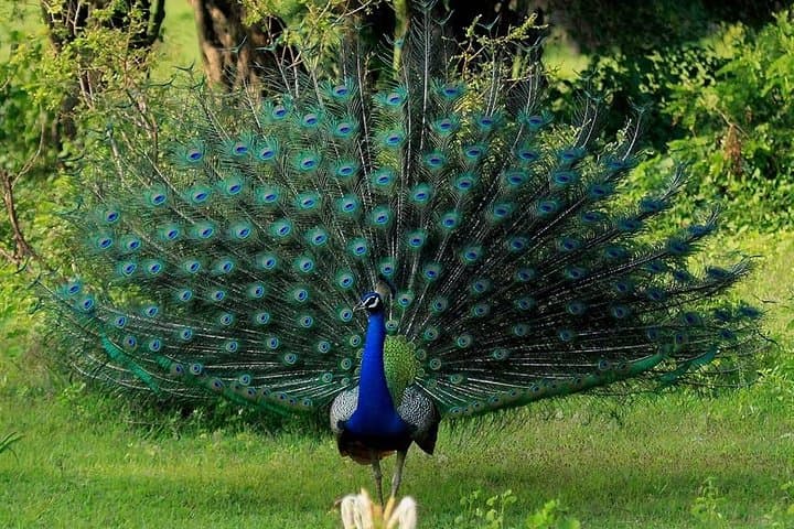 Double Safari: Udawalawe & Yala Private Day Tour from Bentota photo 6