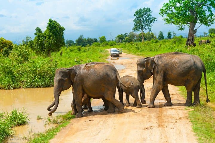 Udawalawe Elephant Safari: Private Day Tour from Bentota photo 4