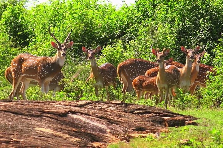 Double Safari: Udawalawe & Yala Private Day Tour from Bentota photo 4