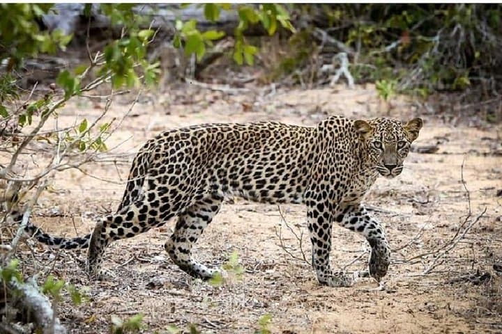 Yala National Park Private Day Safari from Bentota — Leopards, Elephants & Birding photo 4