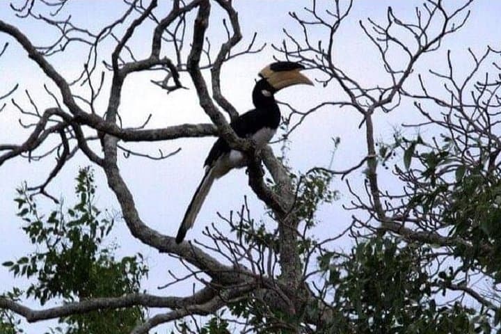 Private Yala Safari Day Trip from Bentota — Leopard & Elephant Jeep Safari photo 4