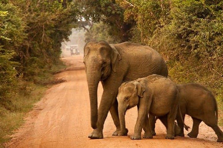 Private Yala Safari Day Trip from Bentota — Leopard & Elephant Jeep Safari photo 3