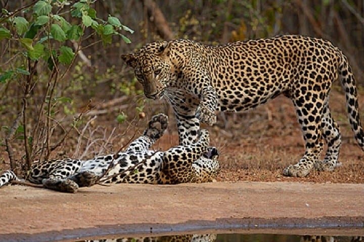 Yala National Park Private Day Safari from Bentota — Leopards, Elephants & Birding photo 1