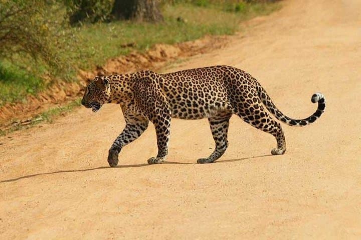 Private Yala Safari Day Trip from Bentota — Leopard & Elephant Jeep Safari