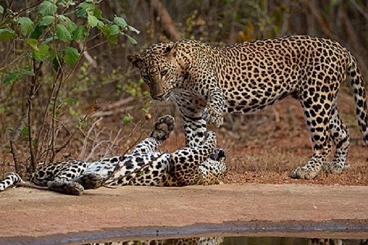 Private Yala Safari Day Trip from Bentota — Leopard & Elephant Jeep Safari photo 2