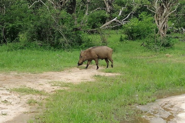 Double Safari: Udawalawe & Yala Private Day Tour from Bentota photo 5