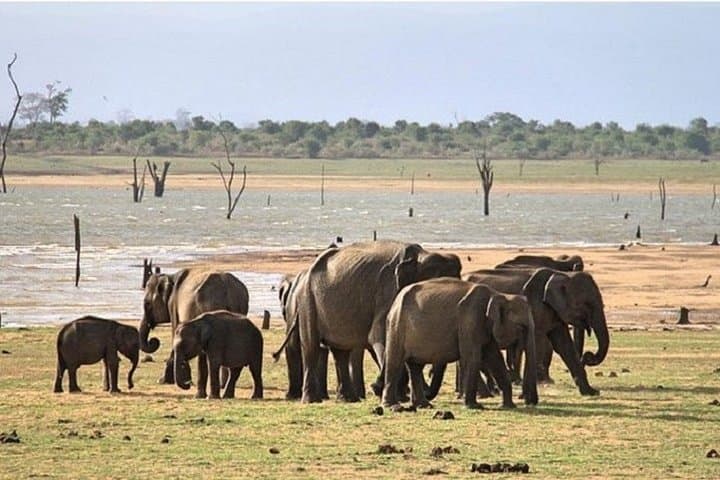 Double Safari: Udawalawe & Yala Private Day Tour from Bentota photo 2