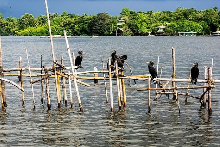 Bentota River Boat Safari: Private Mangrove & Wildlife Cruise from Bentota photo 3