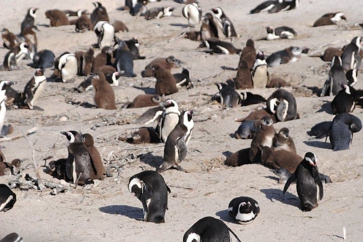 Half-Day Cape Peninsula Private Tour: Cape Point, Penguins & Chapman's Peak photo 5