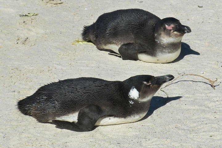 Half-Day Cape Peninsula Private Tour: Cape Point, Penguins & Chapman's Peak photo 6