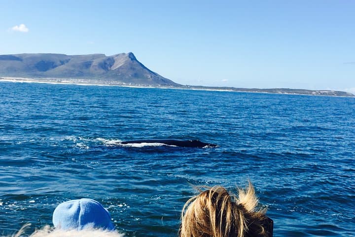 Hermanus Whale Watching Tour with Hotel Pickup — Best Time, What to Expect & Tips