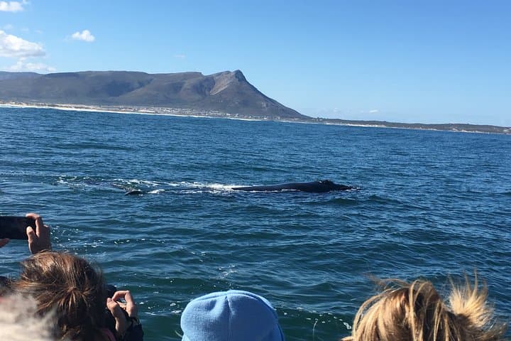 Hermanus Whale Watching Tour with Hotel Pickup — Best Time, What to Expect & Tips photo 6