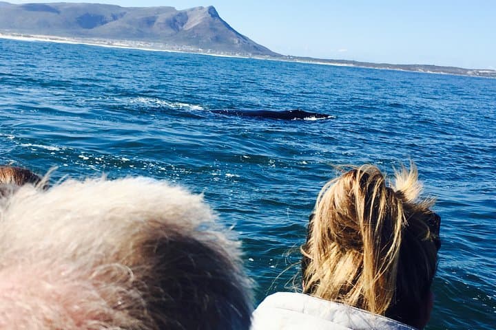 Hermanus Whale Watching Tour with Hotel Pickup — Best Time, What to Expect & Tips photo 3