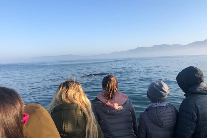Hermanus Whale Watching Tour with Hotel Pickup — Best Time, What to Expect & Tips photo 2