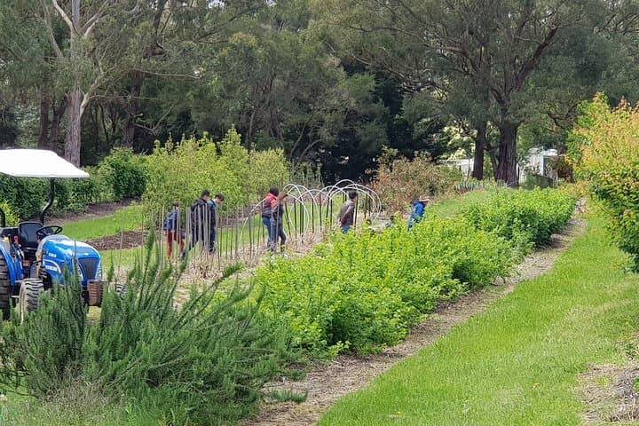 Yarra Valley Wineries and Rayners Orchard Day Tour from Melbourne photo 2