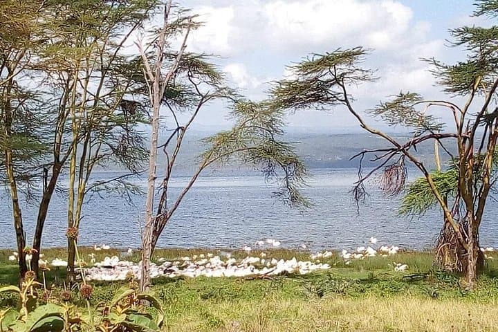 2-Day Private Safari to Lake Nakuru National Park from Nairobi photo 2