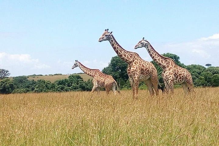 2-Day Private Safari to Lake Nakuru National Park from Nairobi photo 1