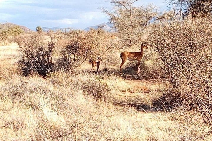 2-Day Private Safari to Lake Nakuru National Park from Nairobi photo 4