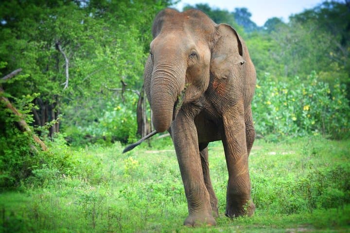 Udawalawe National Park 6-Hour Private Private-Jeep Safari to See Elephants and Birds photo 5