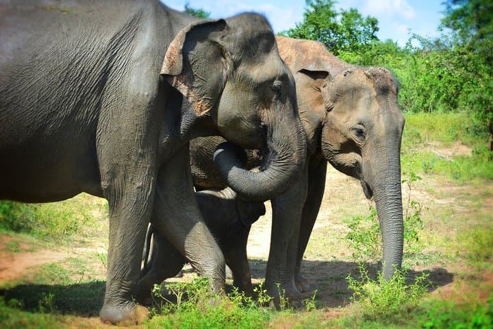 Udawalawe National Park 6-Hour Private Private-Jeep Safari to See Elephants and Birds photo 3