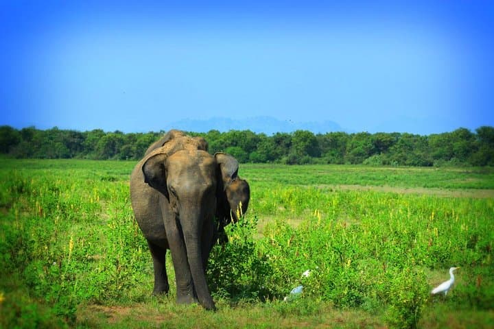 Udawalawe National Park 6-Hour Private Private-Jeep Safari to See Elephants and Birds photo 6