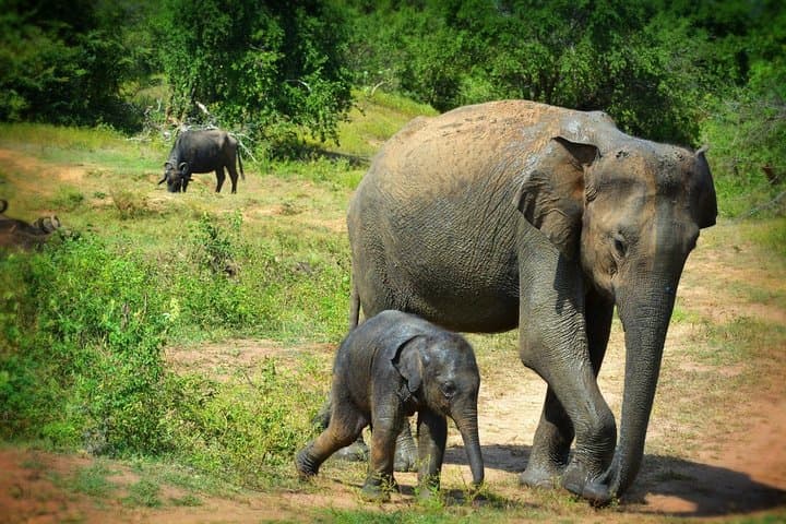 Private 3-Hour Jeep Safari in Udawalawe National Park — Close Elephant Encounters photo 1