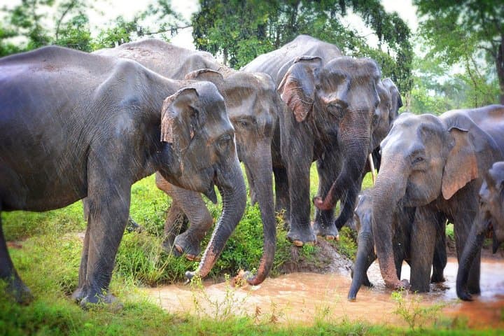 Private 3-Hour Jeep Safari in Udawalawe National Park — Close Elephant Encounters photo 4