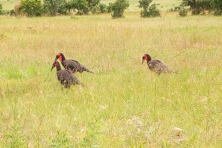 Lake Naivasha & Crescent Island 2-Day Safari from Nairobi — Boat, Walks, Biking & Hells Gate photo 3