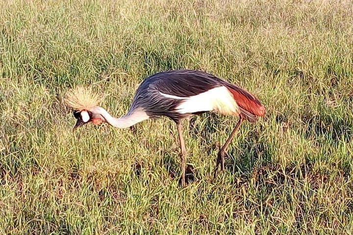 Lake Naivasha & Crescent Island 2-Day Safari from Nairobi — Boat, Walks, Biking & Hells Gate photo 5
