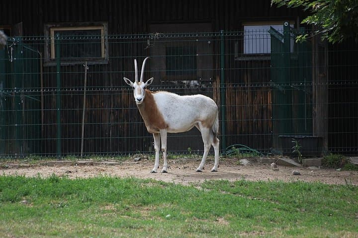 Oliwa Zoo Gdansk Private Transfer & Skip-the-Line Tickets photo 4